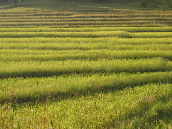 Reisterrassen soweit das Auge reicht