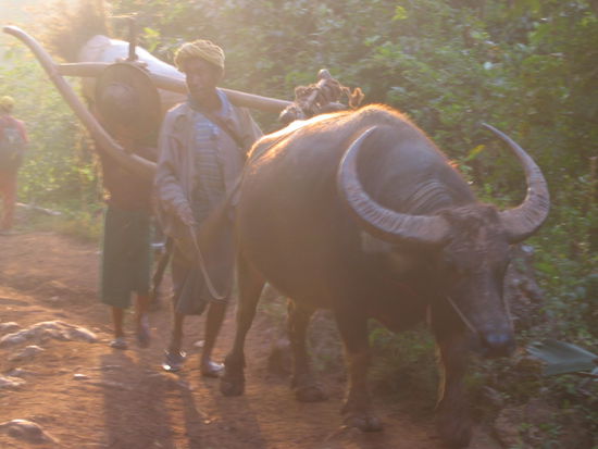Rueckkehr von der taeglichen Arbeit auf dem Feld