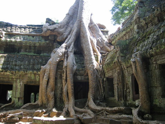 Ta Prohm - bekannt aus "Tomb Raider"