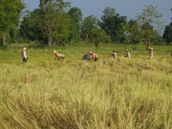 Landbevoelkerung bei der Reisernte