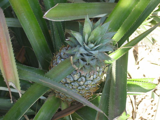 Ananas
