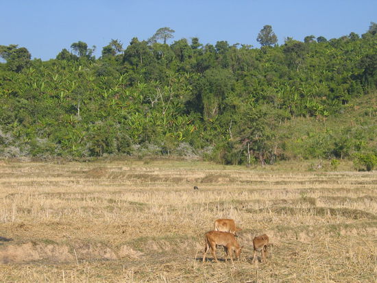 Rinder auf den Reisfeldern