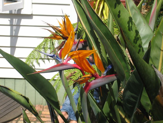 Wunderschoene Blumen