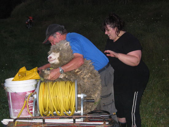 Schafsjagd!!! Schaf, Warren und Lynise