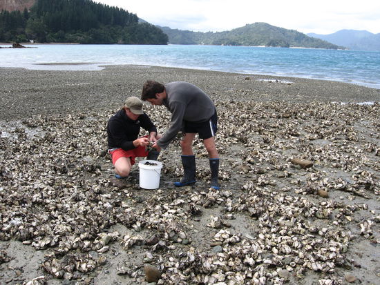 Toli und Boris beim Austern sammeln