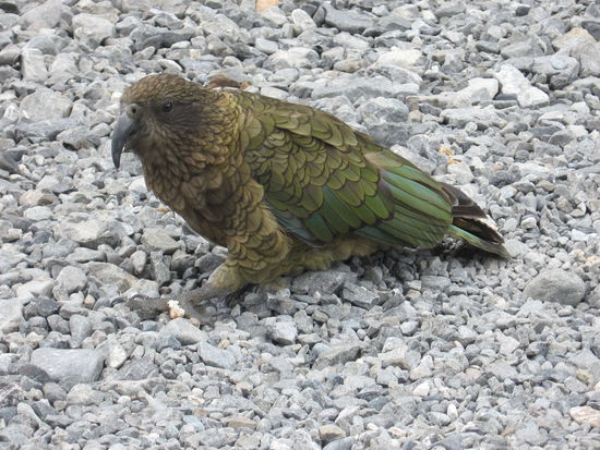 Ein putziges Tierchen