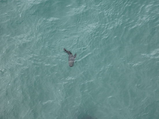 Einer von vielen Seehunden