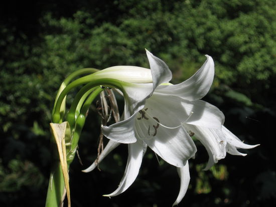 Im Botanischen Garten