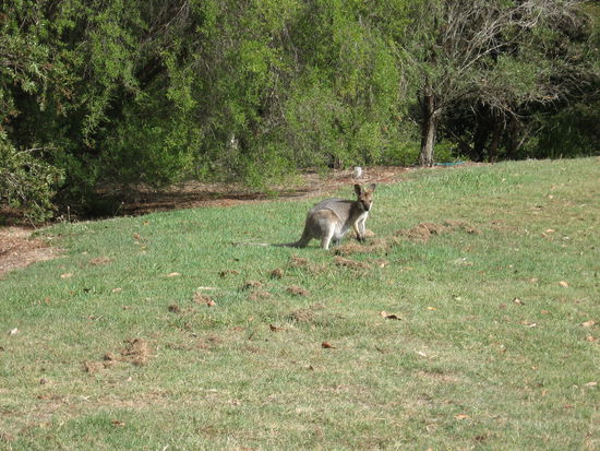 ... und schon sind sie da!