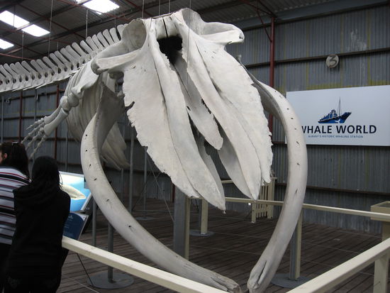 Das Skelett eines (hm vergessen)-Wal