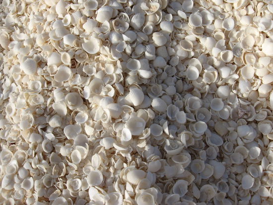 Muscheln, Muscheln und nochmals Muscheln