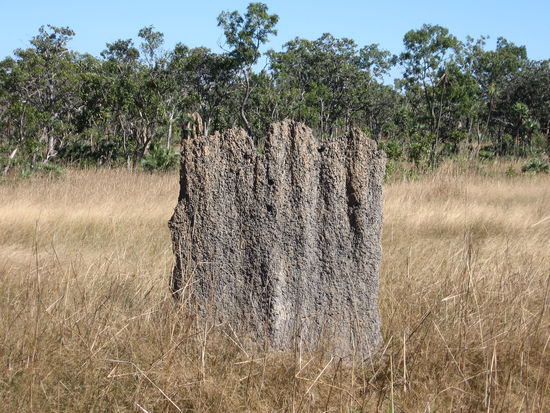 Dieser ist etwa 2 Meter hoch