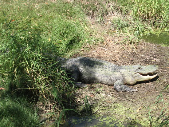 Amerikanischer Alligator
