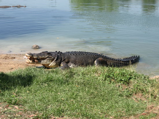 Schmeckt das Huhn gut!