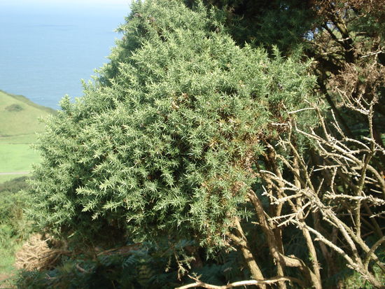 Stechginster / common gorse