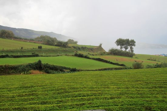 Teeplantage "Cha Gorreana"