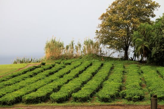Teeplantage "Cha Gorreana"