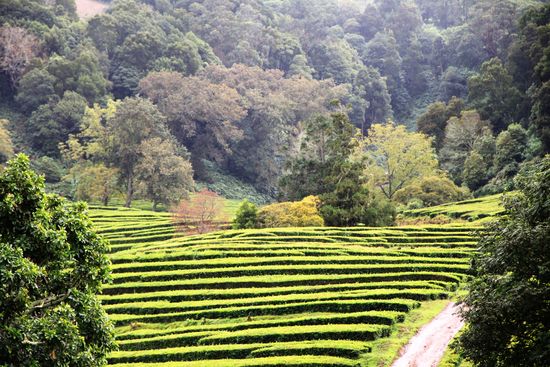 Teeplantage "Cha Gorreana"