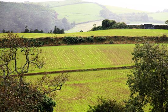 Teeplantage "Cha Gorreana"