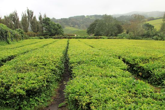 Teeplantage "Cha Gorreana"