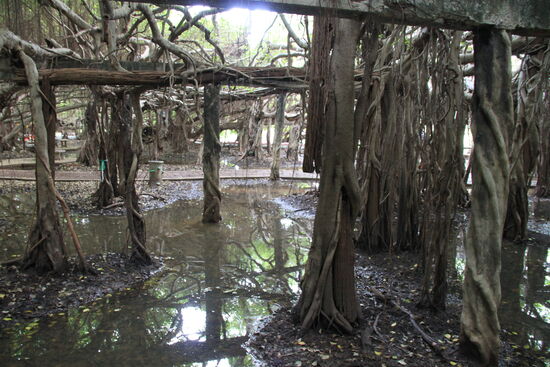 Unter dem Feigenbaum