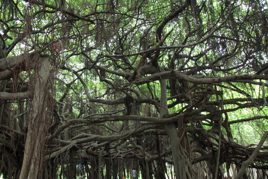 Unter dem Feigenbaum