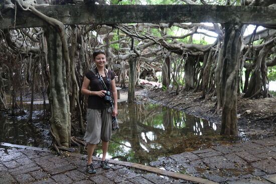 Unter dem Feigenbaum