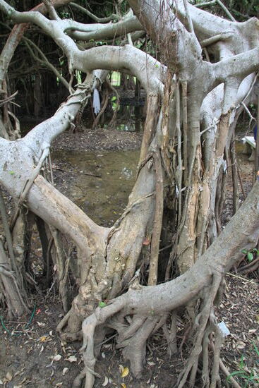 Unter dem Feigenbaum