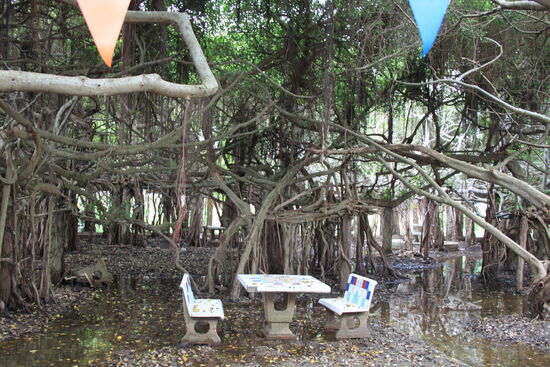 Unter dem Feigenbaum