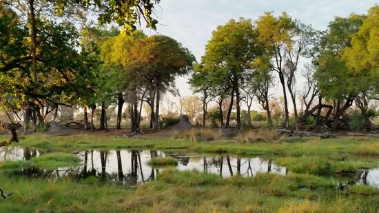 Umgebung unserer Lodge im Okawango-Delta