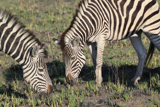 Auf Safari im Okawango-Delta