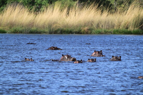 Hippos im Okawango