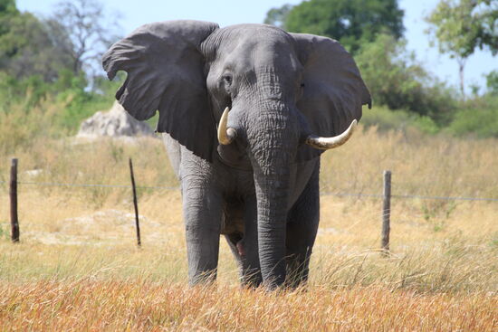 Ein etwas aufgebrachter Elefant während unserer Safari im Okawango-Delta