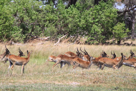 Ein Rudel Springböcke im Okawango-Delta