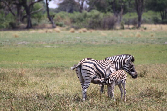 Auf der Safari im Okawango-Delta