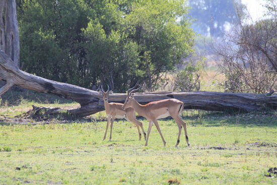 Antilopen im Okawango-Delta