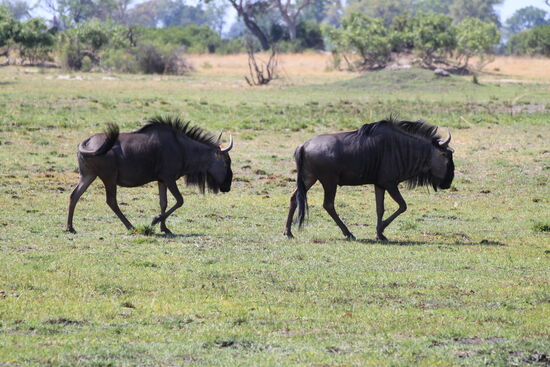 Streifengnus im Okawango-Delta