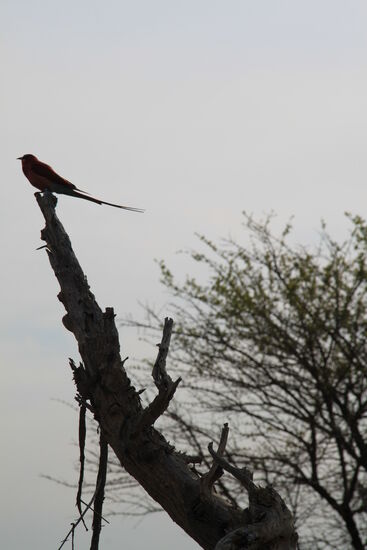 Auf Safari im Okawango-Delta