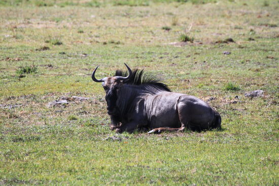 Streifengnu im Okawango-Delta