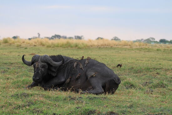 Am Ufer des Chobe-River