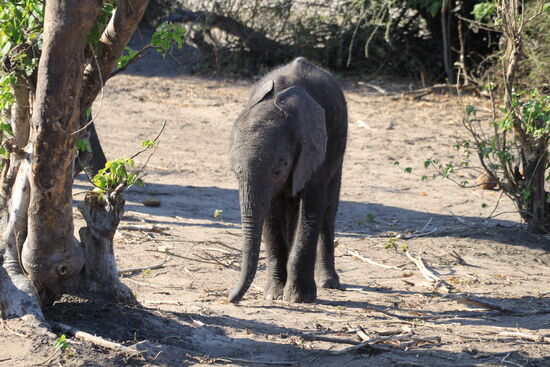 Chobe-Nationalpark