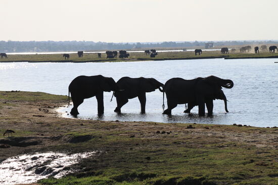 Chobe-Nationalpark