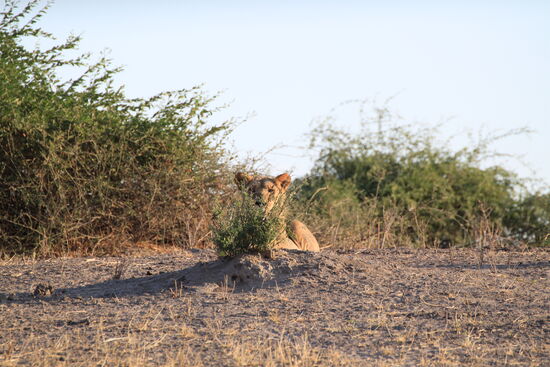 Im Chobe-Nationalpark