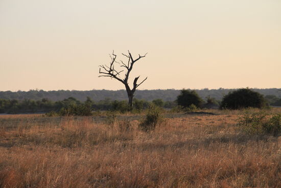 Im Chobe-Nationalpark