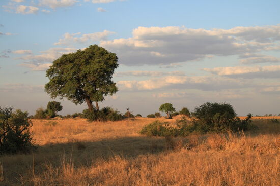 Im Chobe-Nationalpark