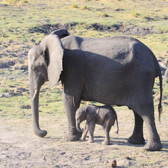 Im Chobe-Nationalpark