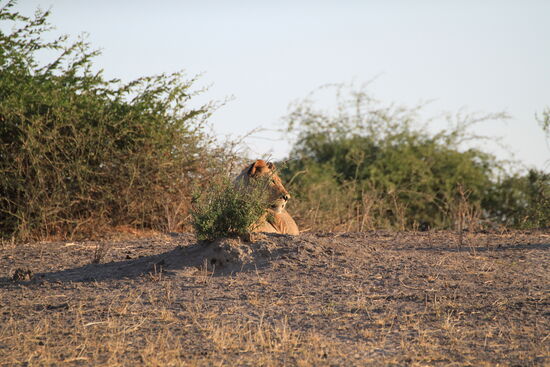 Im Chobe-Nationalpark