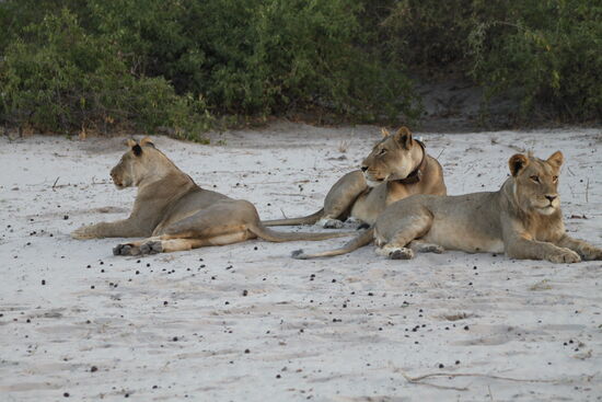 Im Chobe-Nationalpark