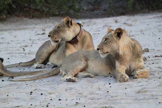 Im Chobe-Nationalpark