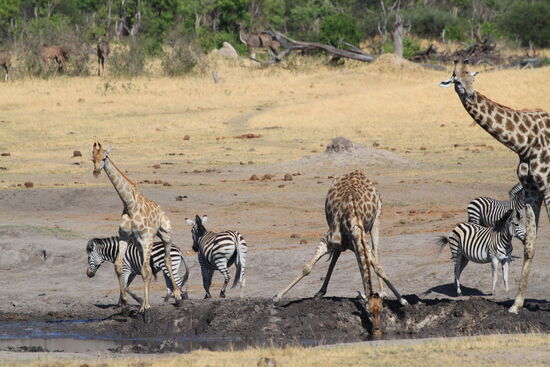 Während einer Safari in Simbawe